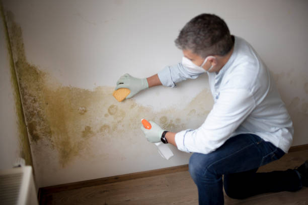Best Biohazard Mold Removal  in Olathe, KS